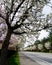 Residential street in Seattle suburbs with row of blooming cherry trees