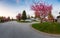 Residential Suburban Neighborhood in the City during a vibrant springtime sunset.