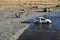 Residents of La Paz wash their cars in a mountain river in urban area.