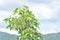 The Resilience and Grandeur of Bombax ceiba Tree