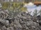 Resilience of Nature, New Life Emerging in Mangrove Forest. A new tree emerges from the barren earth and dry stone in the tropical