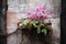 Resilient Beauty: Vibrant Plant Thriving Amidst Weathered Walls