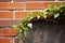 A resilient green plant emerges from weathered bricks, contrasting life and decay