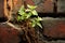 A resilient green plant emerges from weathered bricks, contrasting life and decay