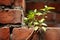 A resilient green plant emerges from weathered bricks, contrasting life and decay