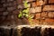 A resilient green plant emerges from weathered bricks, contrasting life and decay