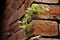 A resilient green plant emerges from weathered bricks, contrasting life and decay