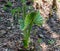 Resilient palmetto tree sapling growing from a stump at a historic plantation near Charleston