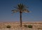 Resilient Single Palm Tree in Morrocan Desert