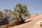 Resilient Tree in the Desert