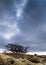 Resilient Tree and engine house, Bodmin Moor, Cornwall