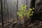 resilient tree species with fresh leaves post-fire