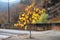 resilient tree species with fresh leaves post-fire