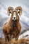 The Resilient Wild Sheep in the snow mountain