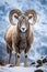 The Resilient Wild Sheep in the snow mountain