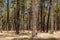 resin pine forest with dry grass