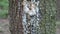 Resin on spruce trunk, horizontal shot. The tree heals the wound, releasing resin