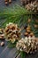 Resinous husked pine-cones with pine nuts, needles and pine bran