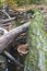 Resinous polypore fungus