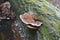 Resinous polypore fungus