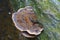 Resinous polypore fungus