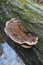 Resinous polypore fungus