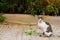 Resort cat basking in sun