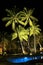 Resort palm trees at night