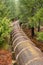 Resource Pipeline Cuts Through National Forest