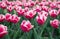 Respecting ecology. Holland during spring. Floral banner for floristry shop. pink field of tulips, Netherlands. bulb