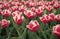 Respecting ecology. Holland during spring. Floral banner for floristry shop. pink field of tulips, Netherlands. bulb