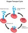 Respiration Cycle Blood Labeled