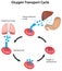 Respiration Cycle Blood Labeled