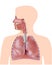 The respiratory system