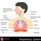 Respiratory System