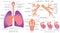 Respiratory system