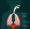 Respiratory system anatomy. Lungs and diaphragm. Green black dark background.annotated diagram. 2d medical illustration