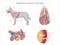 Respiratory system of the dog vector illustration