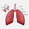 respiratory system, lungs, alveoli.Parts of the human body.