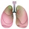 Respiratory system smoker. Lung cancer