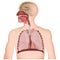 The respiratory tract medical  illustration on white background