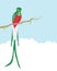 Resplendent quetzal