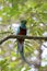 Resplendent Quetzal    837311