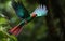 Resplendent Quetzal, Beautiful bird in nature tropic habitat.