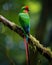 Resplendent Quetzal in its natural habitat, Costa Rica