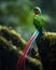 Resplendent Quetzal in its natural habitat, Costa Rica