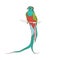Resplendent quetzal, long-tailed tropical bird of colorful plumage. Realistic drawing of Exotic jungle feathered animal