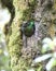 Resplendent Quetzal Pharomachrus mocinno