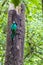 Resplendent quetzal - Pharomachrus mocinno