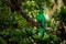 Resplendent Quetzal - Pharomachrus mocinno bird in the trogon family  found from Chiapas  Mexico to Panama  known for its colorful